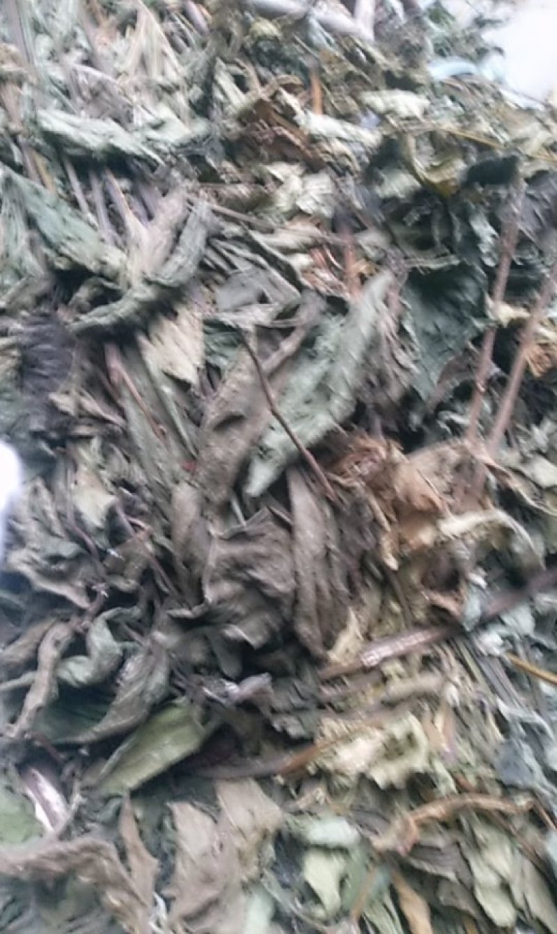 倒扣草