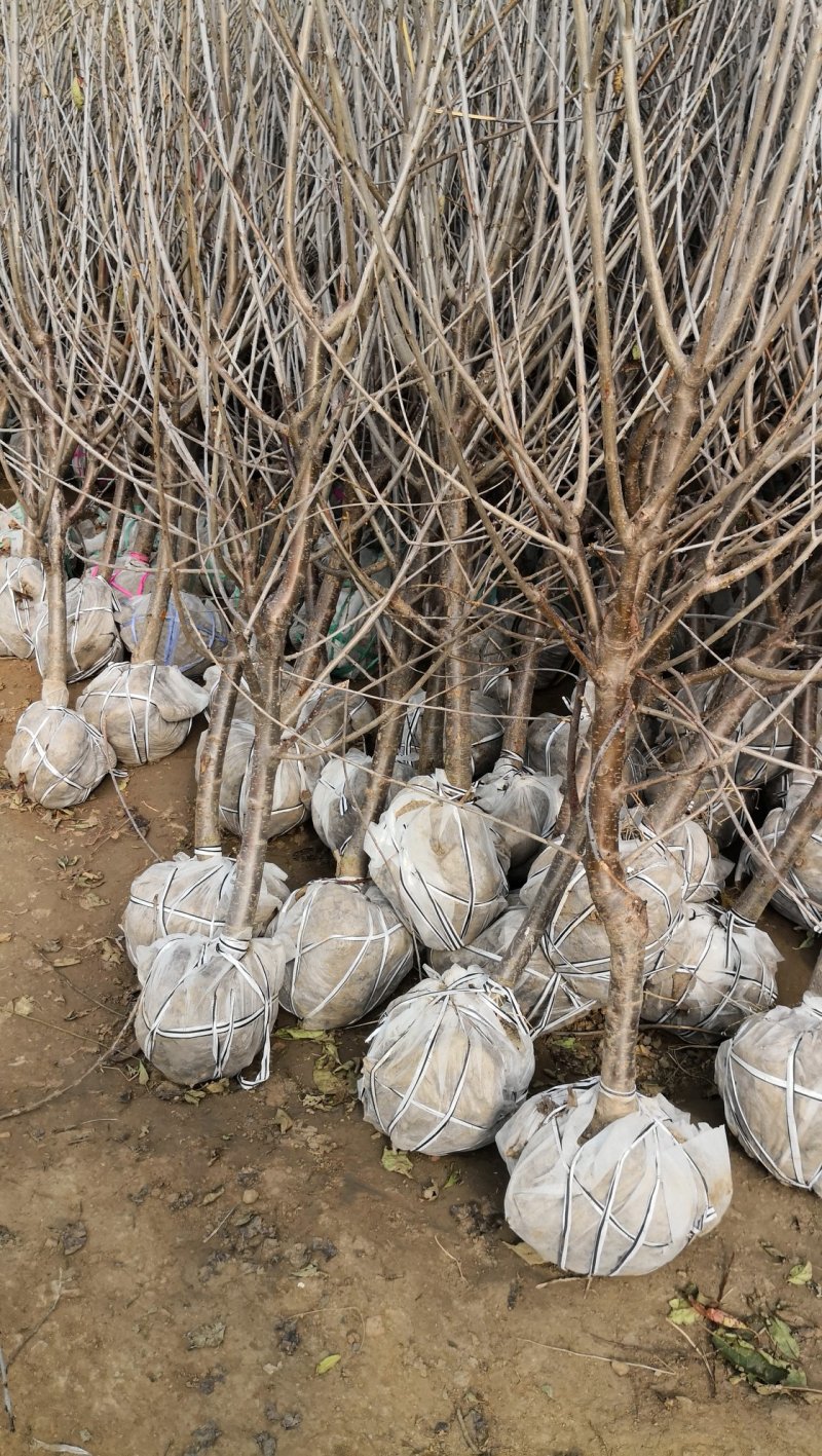 车厘子樱桃苗，吉塞拉矮化樱桃苗，俄八，奇早，美早，鲁樱3