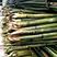 菜架竹，大棚竹，扶树竹竿，白夹竹斑竹出售1.1米至7米