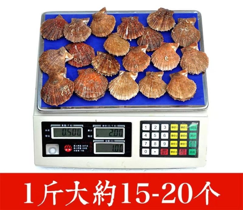 烟台小红扇贝新活扇贝直供全国