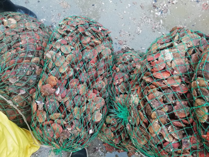 烟台小红扇贝新活扇贝直供全国