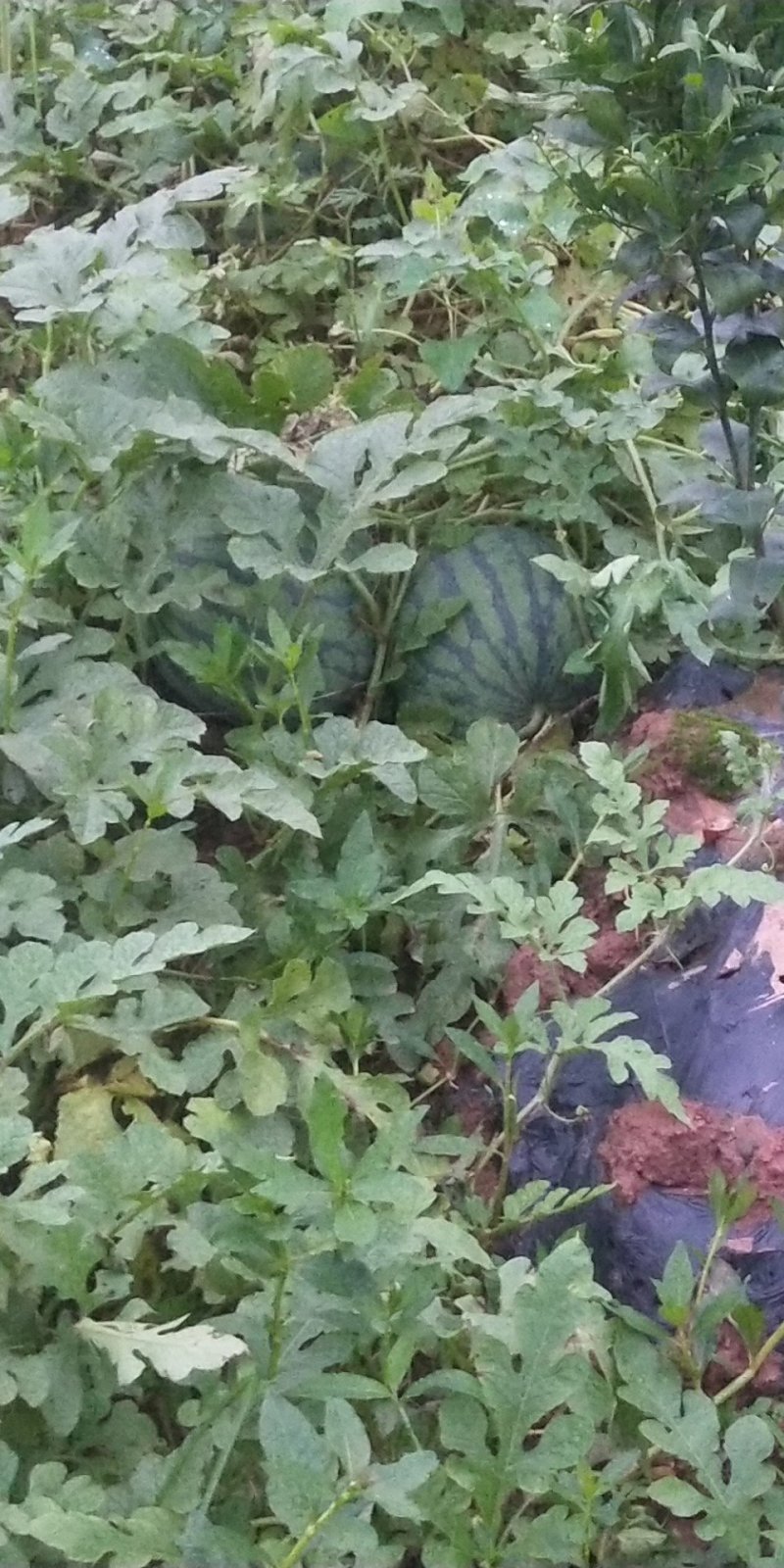 西瓜老精密