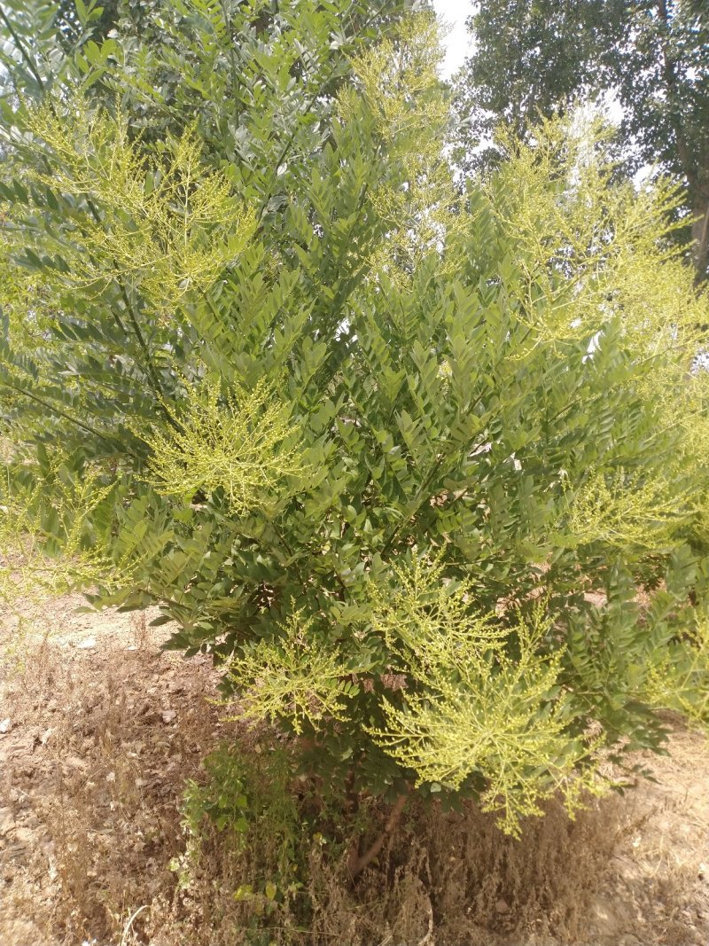 国槐苗！槐米树