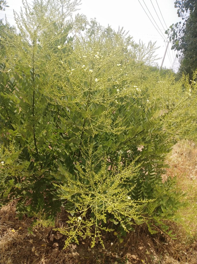 国槐苗！槐米树
