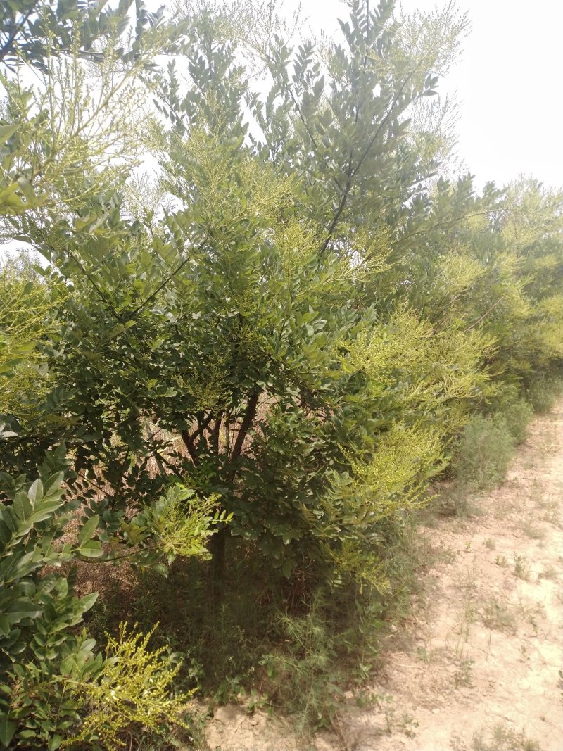 国槐苗！槐米树