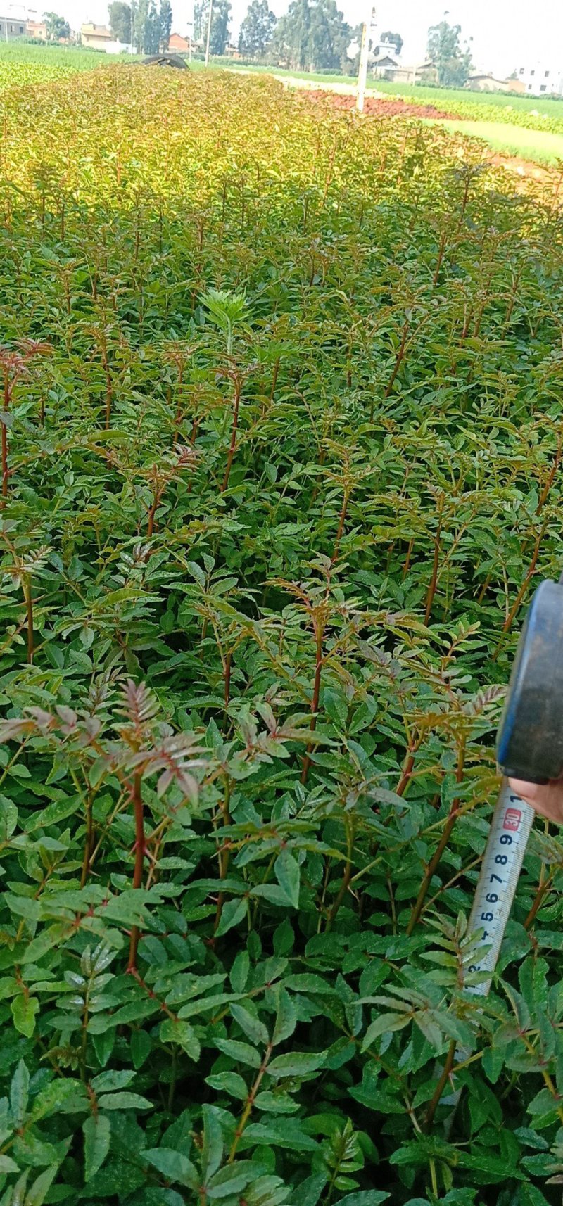 花椒苗，基地直销，技术指导