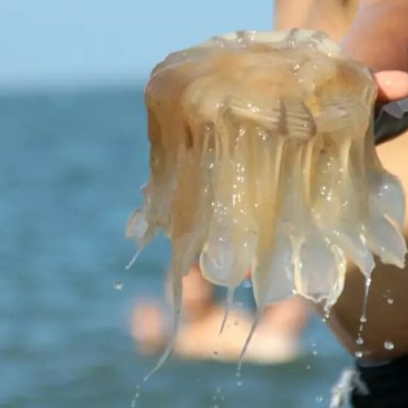 大批量出售绵海蜇头，海蜇皮