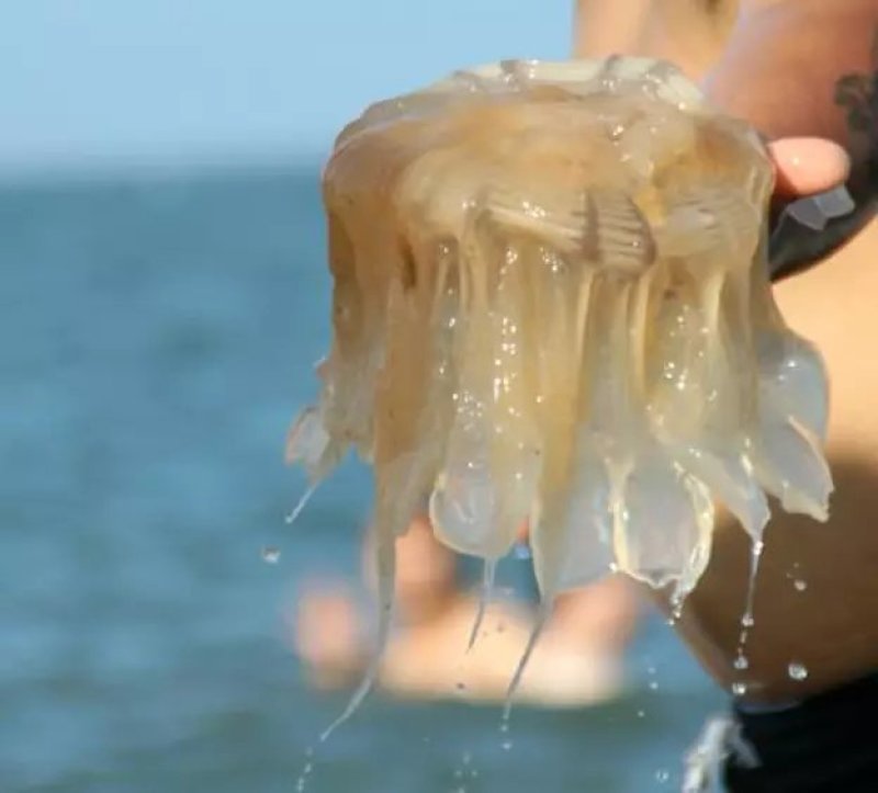 大批量出售绵海蜇头，海蜇皮