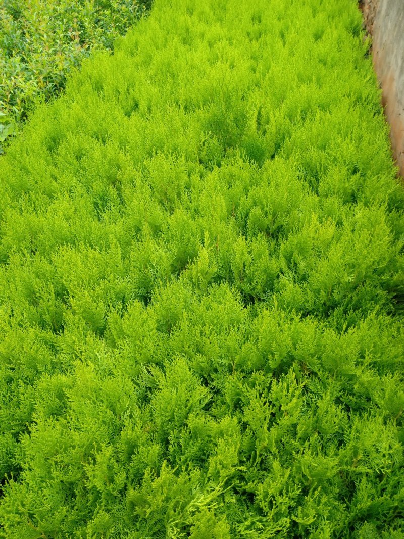 扁柏《侧柏》黄金柏，基地直销，技术指导，成活率高