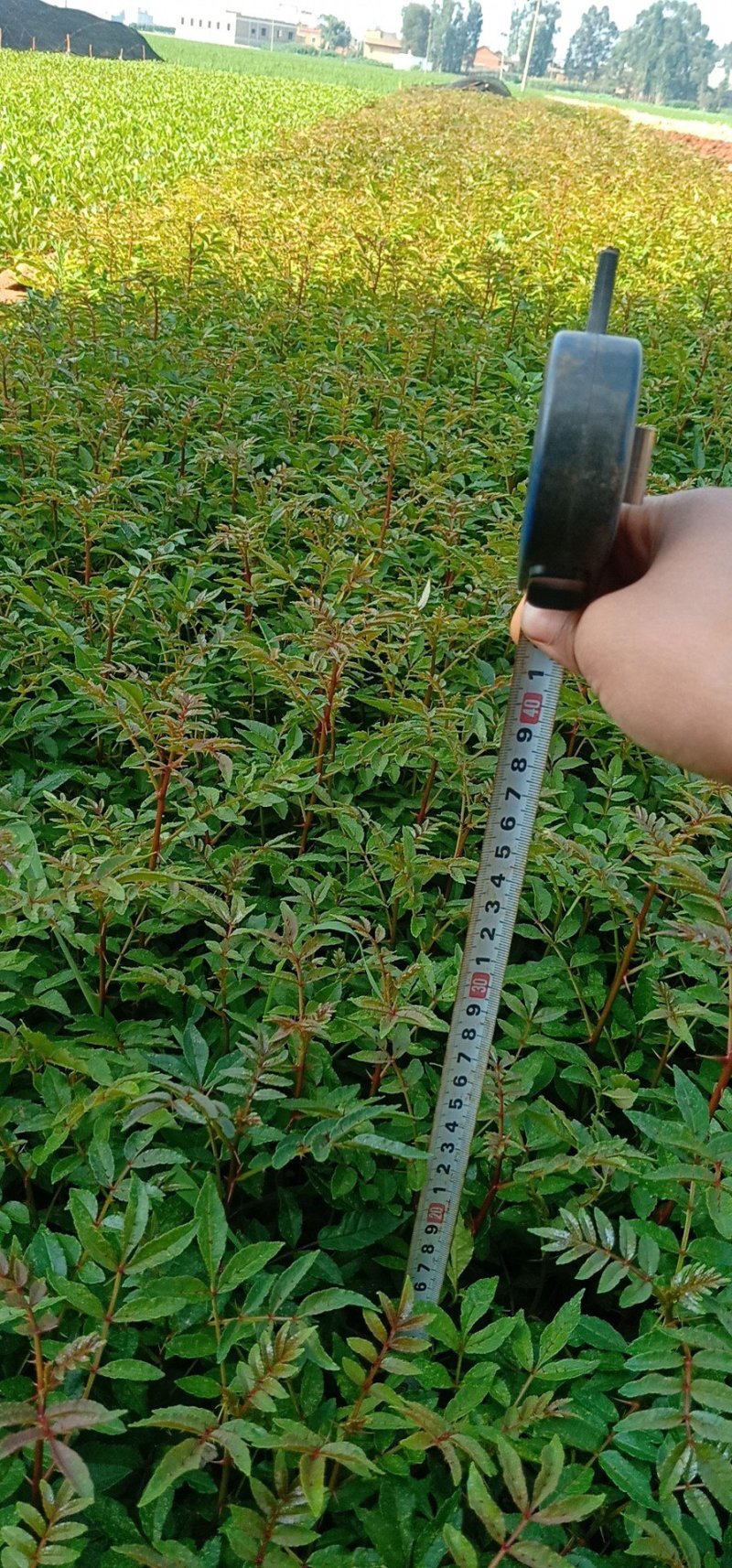 花椒苗，基地直销，技术指导