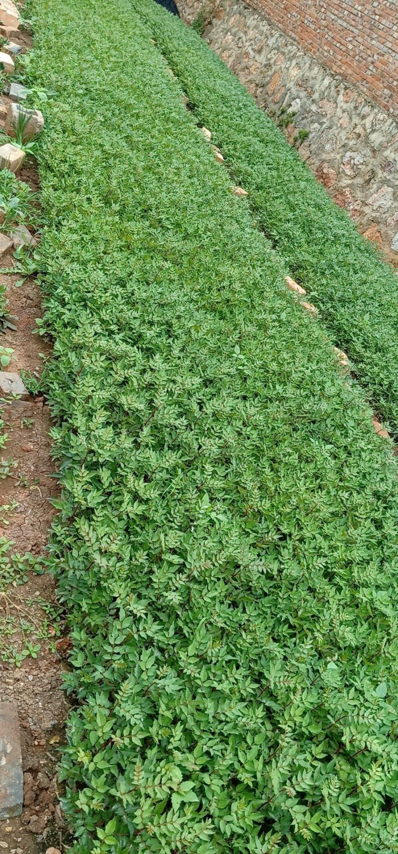 花椒苗，基地直销，技术指导