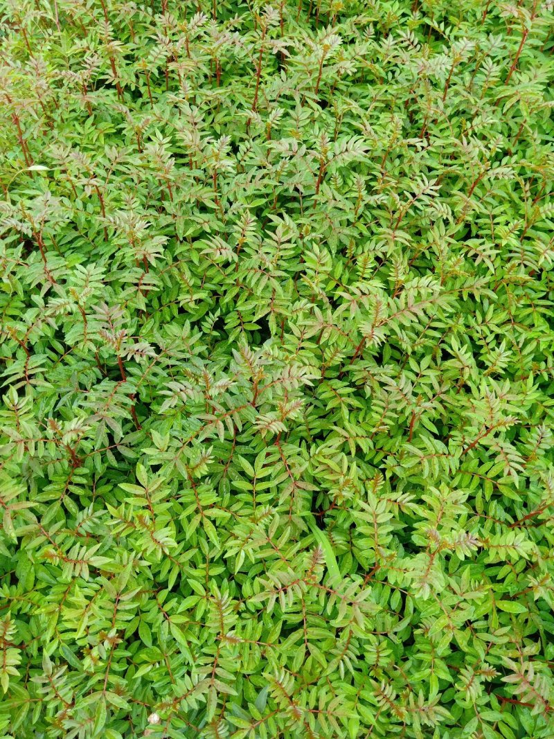 花椒苗，基地直销，技术指导