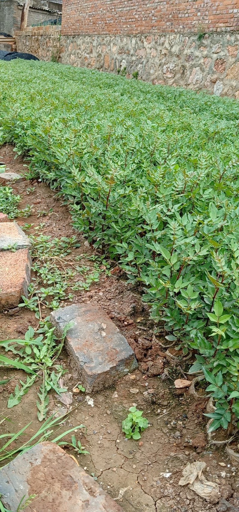 花椒苗，基地直销，技术指导