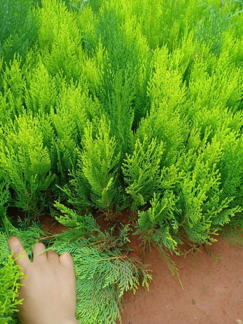侧柏.撒金柏《侧柏》【扁柏】【柏树】基地直销，技术指导