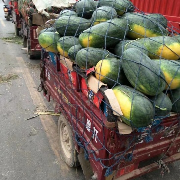 黑美人西瓜大量供应精品货源欢迎欢迎选购