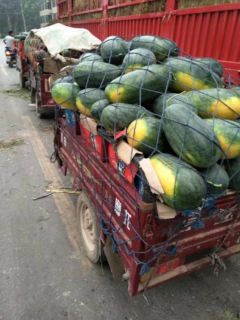 黑美人西瓜大量供应精品货源欢迎欢迎选购