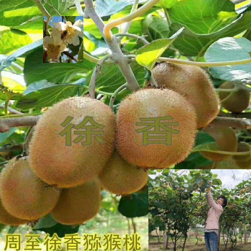 周至徐香猕猴桃