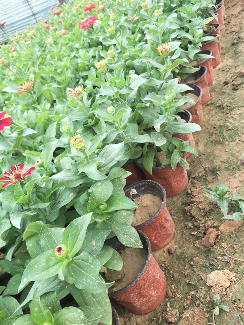 双色盆儿百日草步步高。山东青州基地常年供应草花苗木