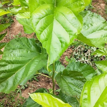 养蚕桑树苗桑叶树苗蚕桑树苗饲料桑蛋白桑树苗