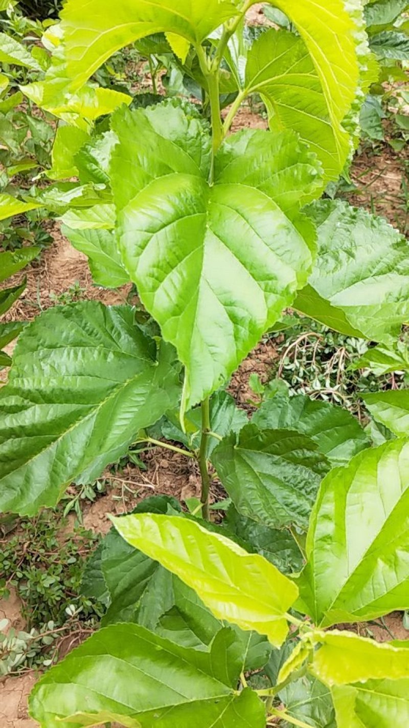 养蚕桑树苗桑叶树苗蚕桑树苗饲料桑蛋白桑树苗