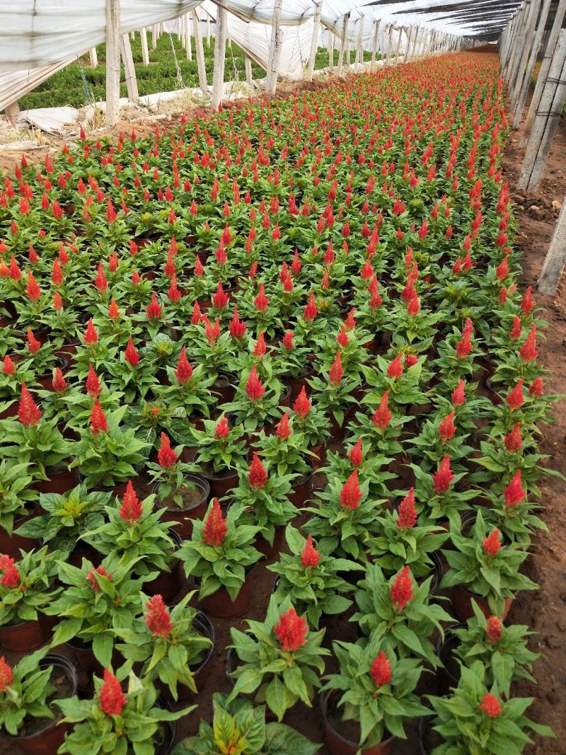 进口鸡冠花。山东青州基地常年供应草花苗木