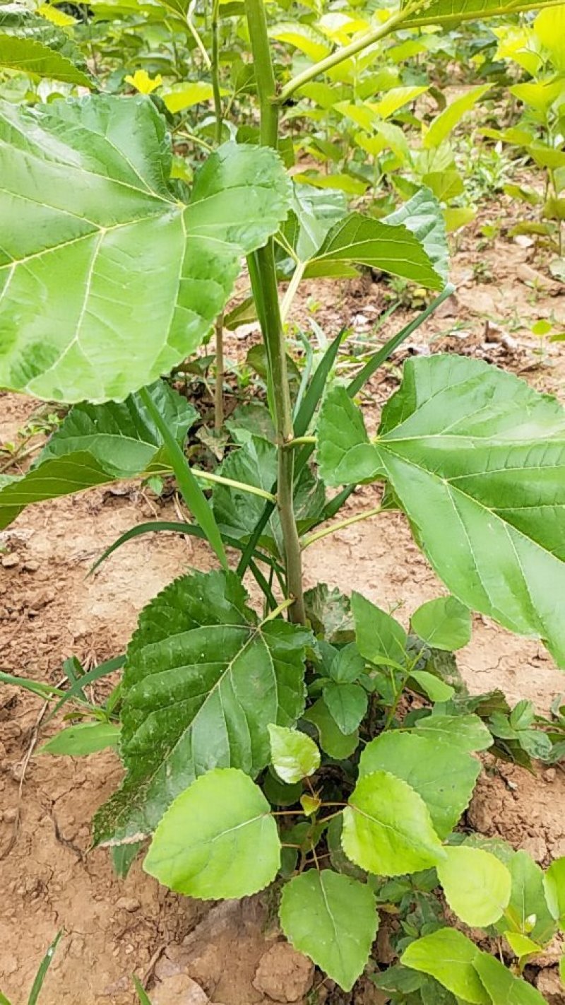 养蚕桑树苗桑叶树苗蚕桑树苗饲料桑蛋白桑树苗