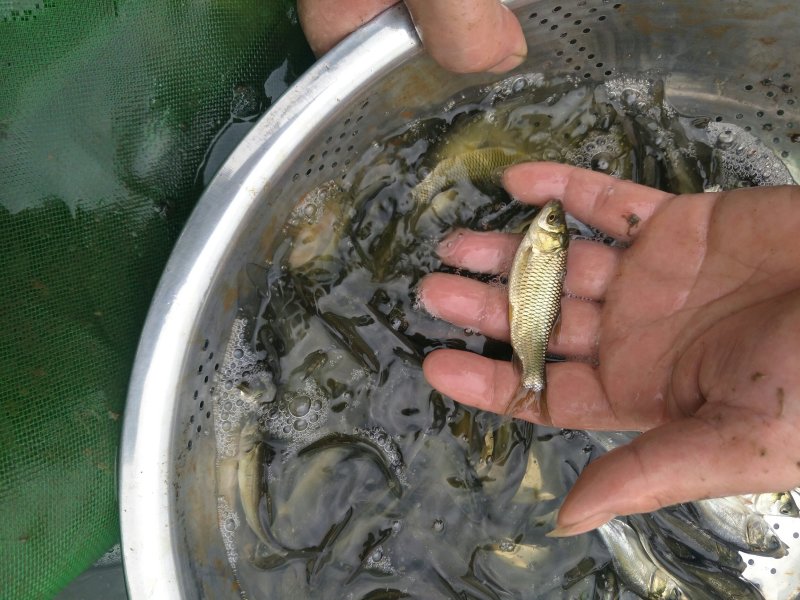 白鲢苗，草鱼苗，量大从优，苗子好的很