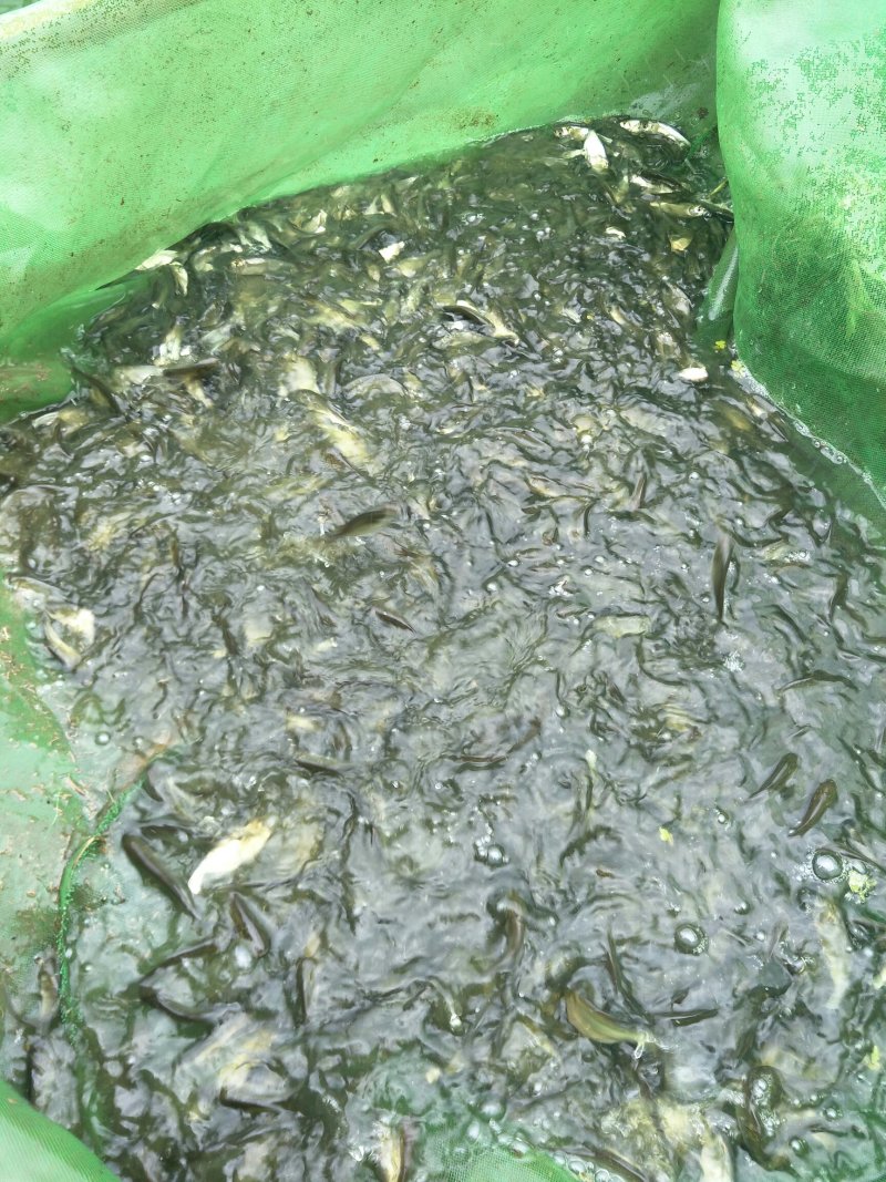鲫鱼苗，自己家养的，质量好的很