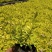 绣线菊。山东青州草花基地优质苗木