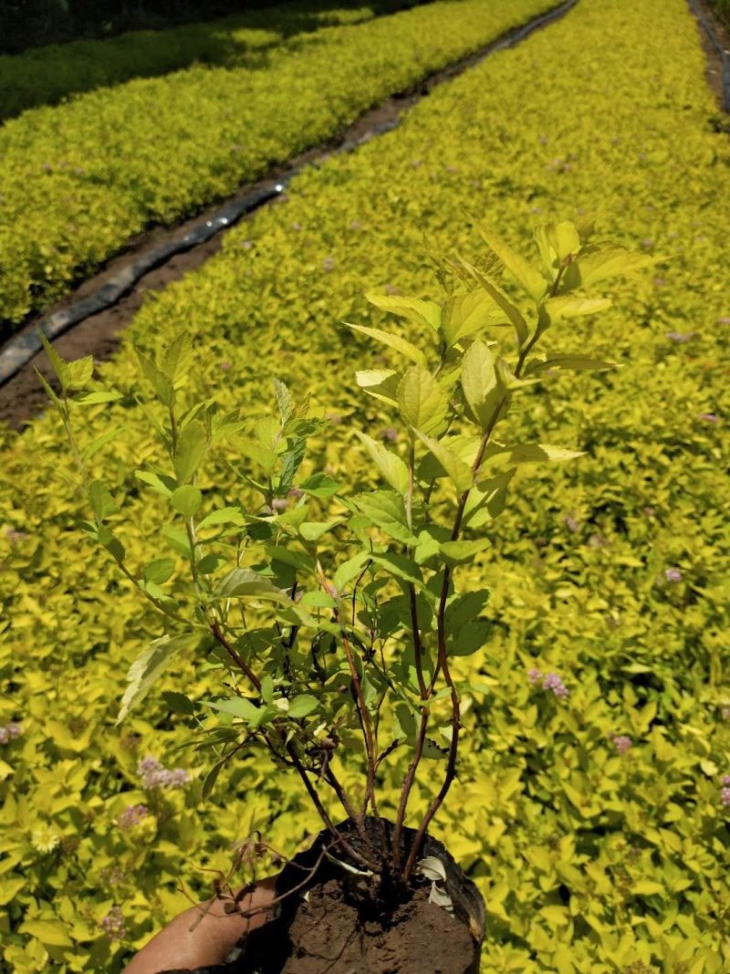 绣线菊。山东青州草花基地优质苗木