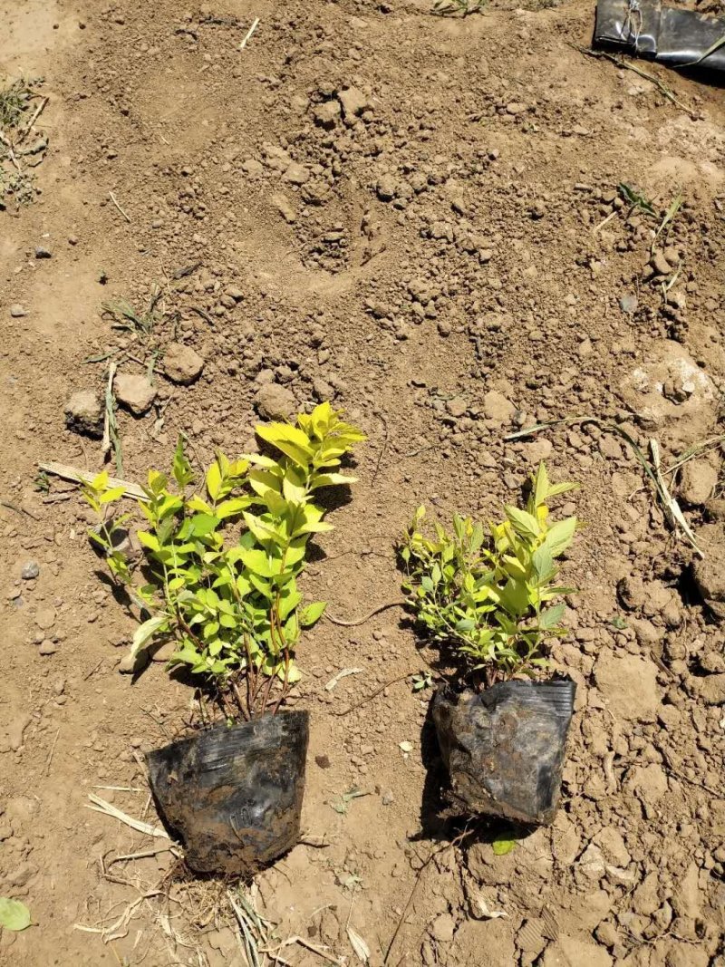 绣线菊。山东青州草花基地优质苗木