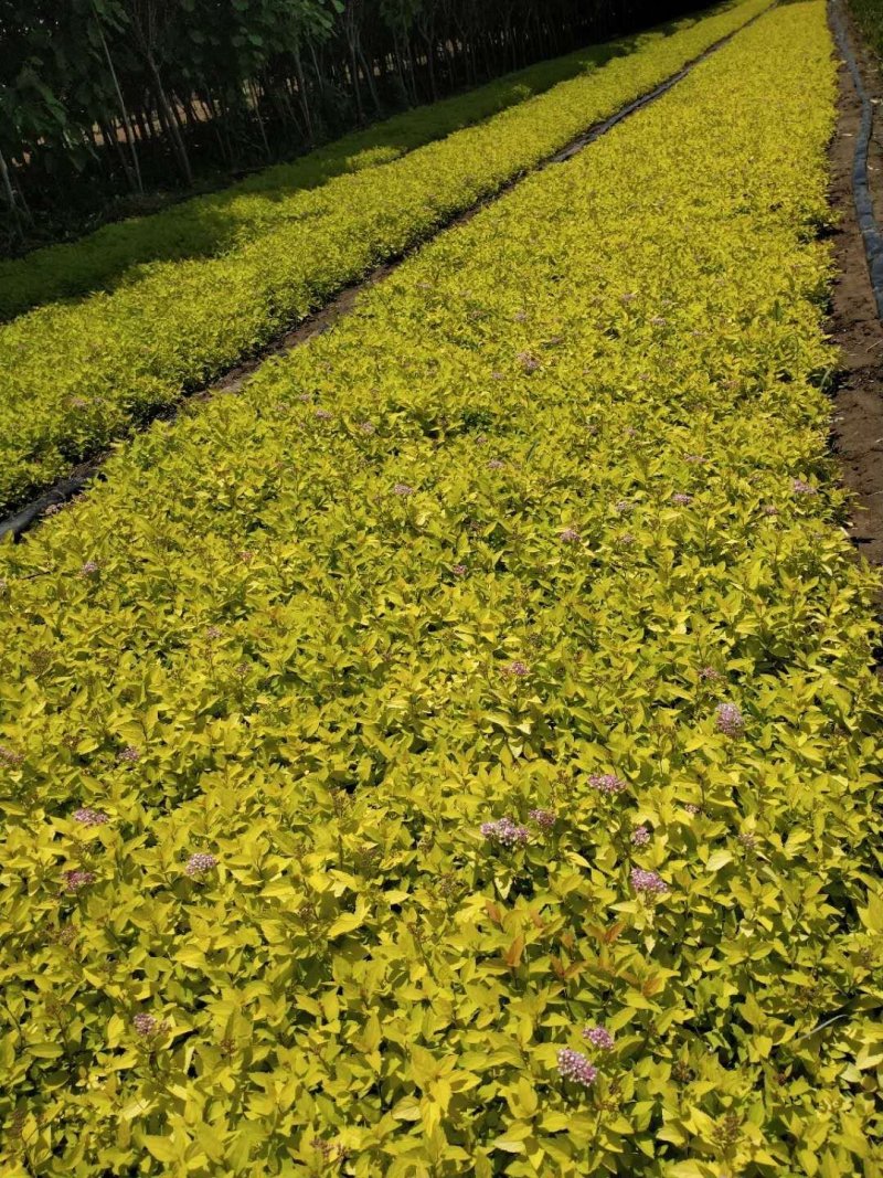 绣线菊。山东青州草花基地优质苗木