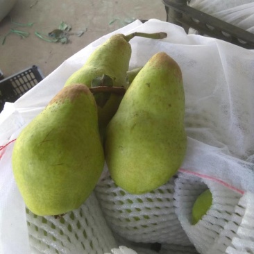 贵妃梨