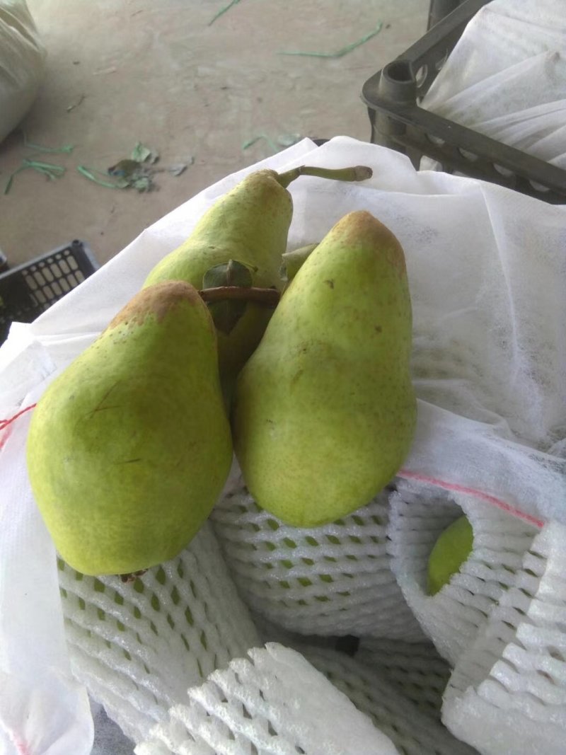 贵妃梨