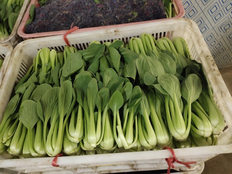 快菜小白菜