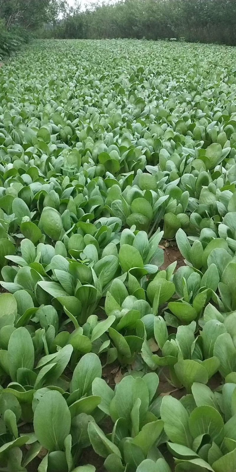 快菜小白菜