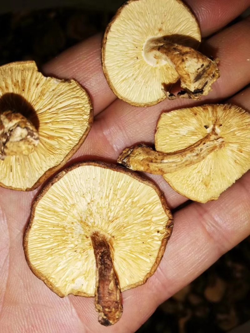 云南野生香菇