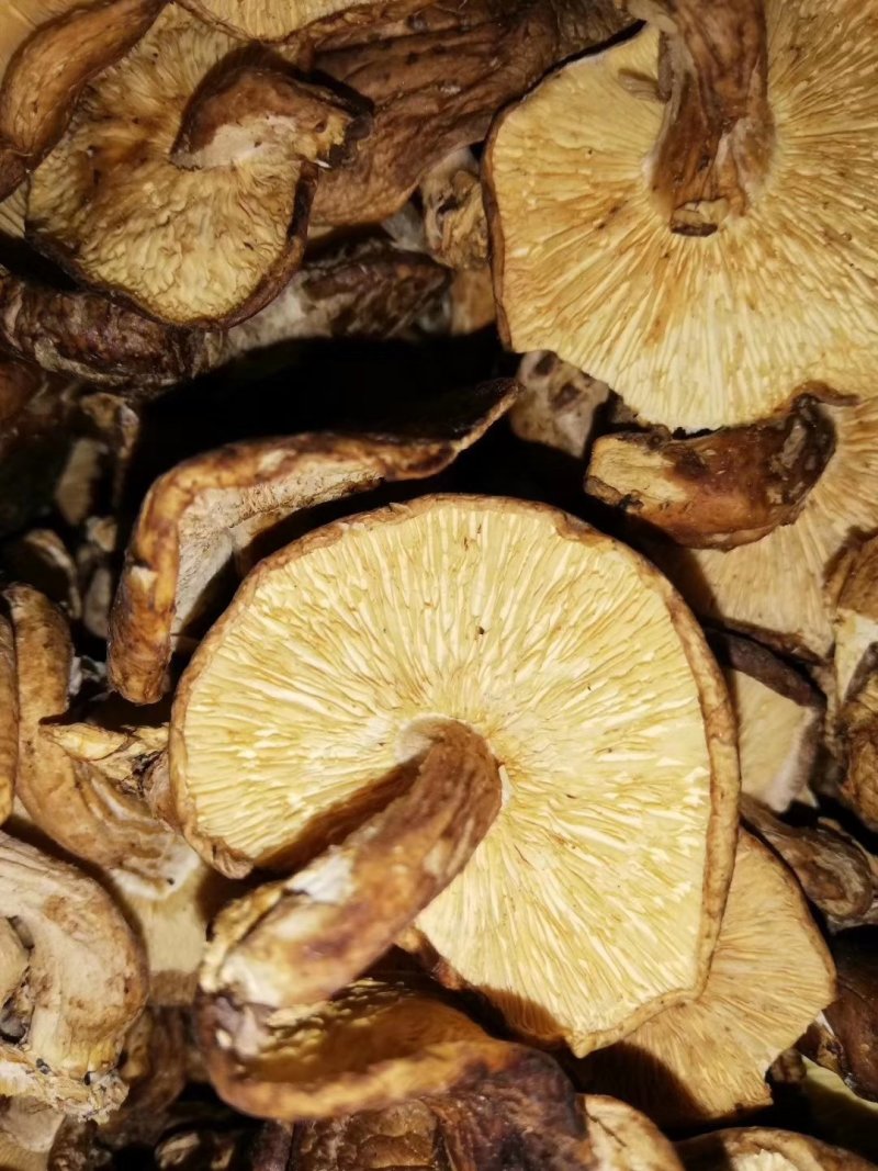 云南野生香菇