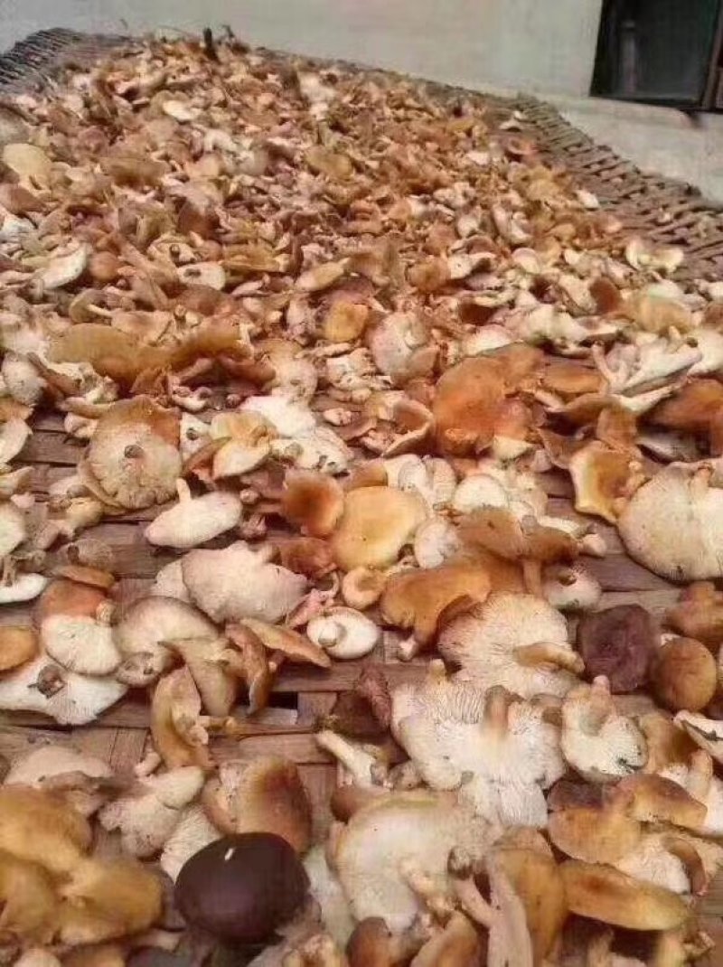 云南野生香菇
