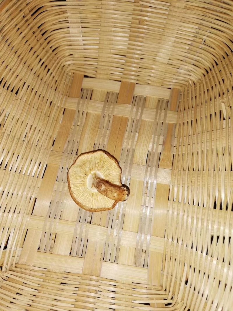 云南野生香菇