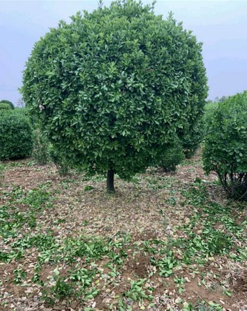 独杆大叶黄杨球，大量出售独杆大叶黄杨球，各种规格都有！