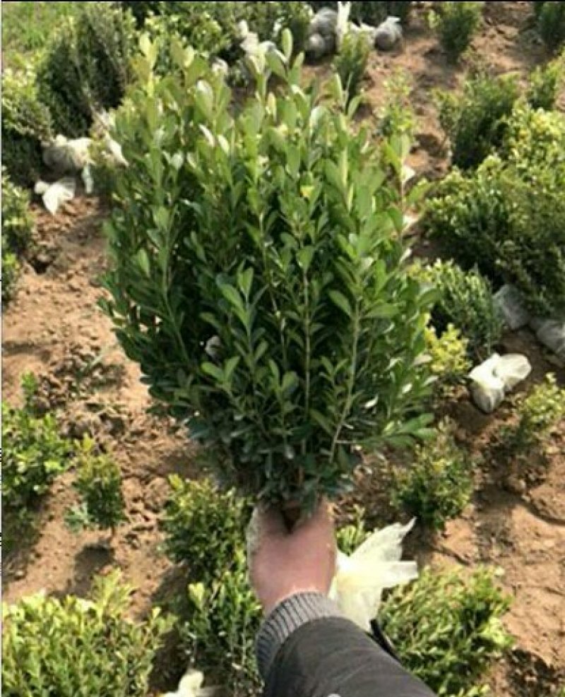 小叶黄杨，大量出售各种规格小叶黄杨（瓜子黄杨）量大从优