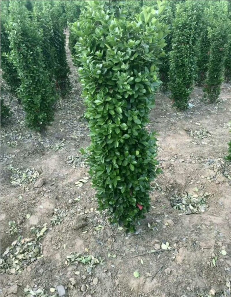 大叶黄杨柱，大量出售大叶黄杨柱，量大从优