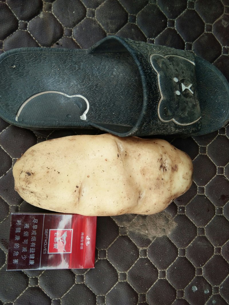 荷兰806,三两起步个头大，颜色好，暑形漂亮欢迎前来选购