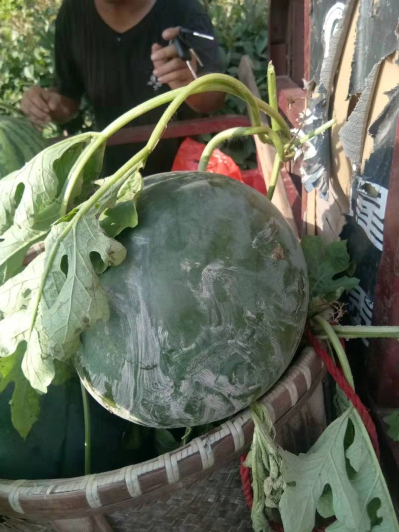 正品保障西瓜量大优惠