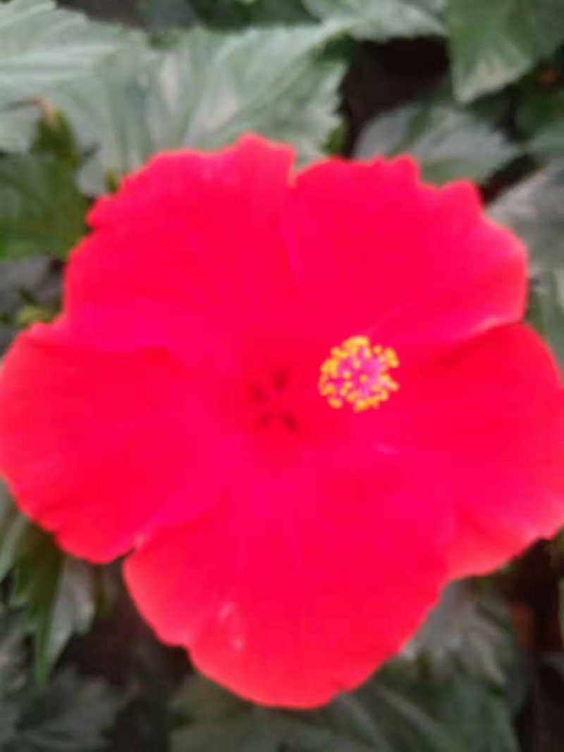 丹麦木槿