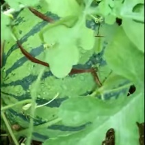 供应8424西瓜浙密黑皮