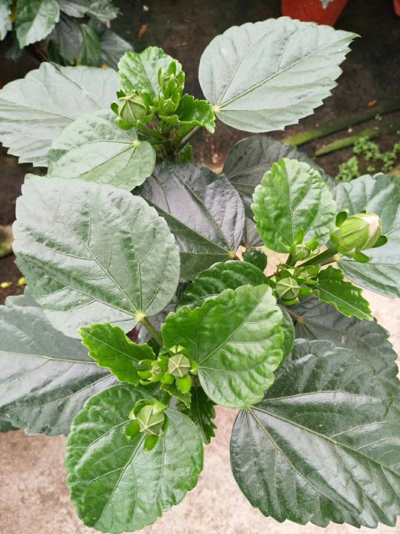丹麦木槿