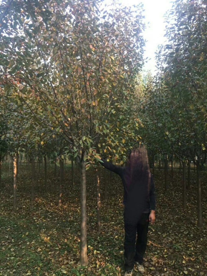 绚丽海棠冬红果海棠基地大量供应自产自销