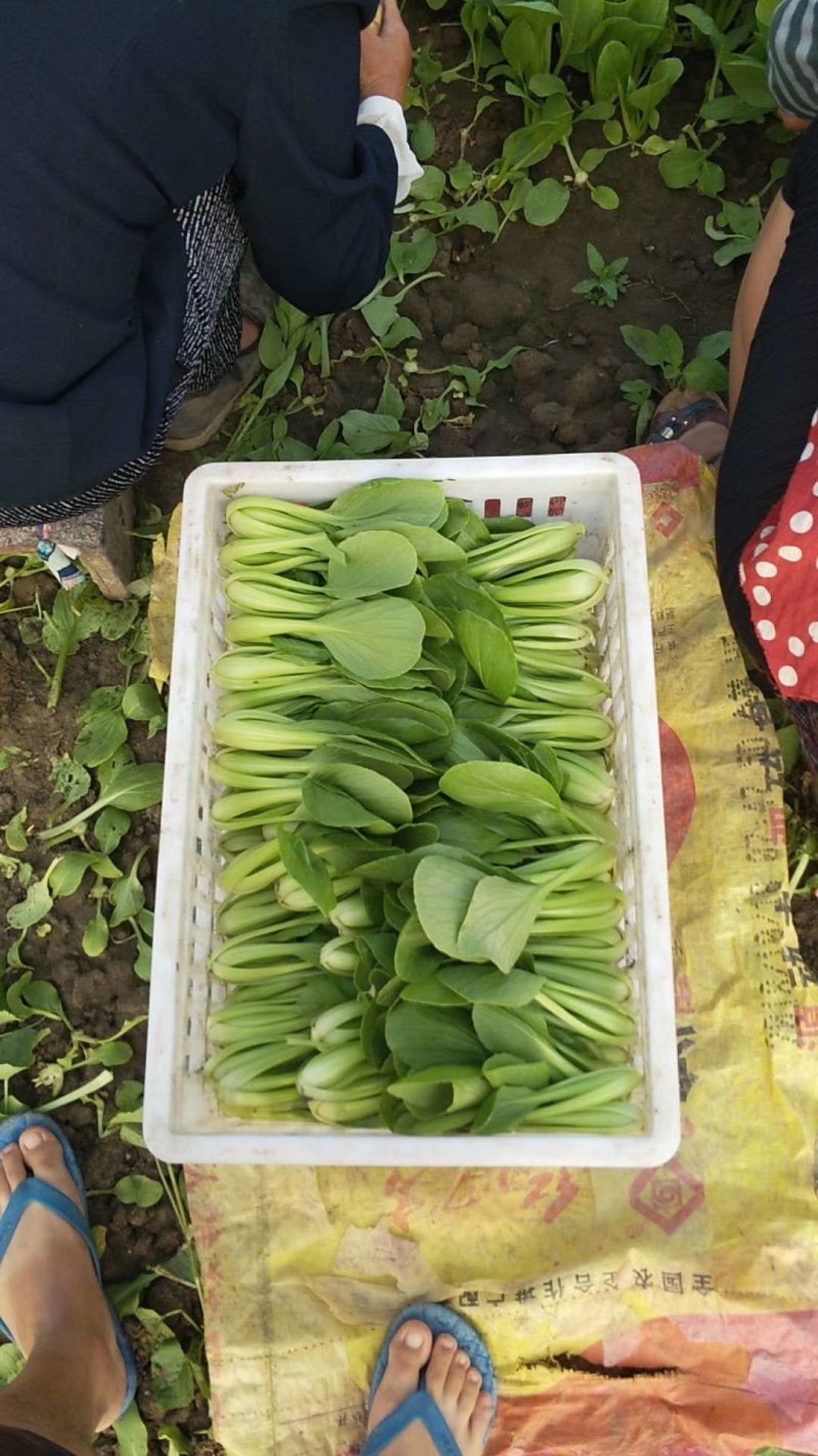 食品厂上海青，安徽油菜快菜，现大量上市，欢迎食品厂